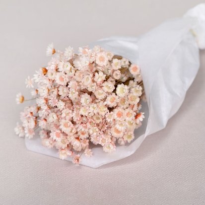 Ash pink Glixia